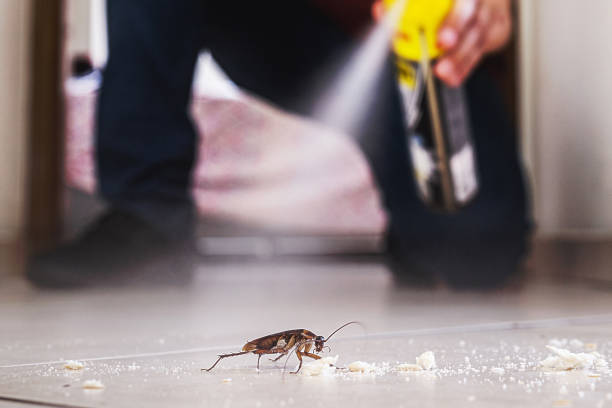 Best Pest Removal Services  in Orangeburg, SC